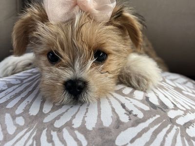 Yorkie Poo Puppy