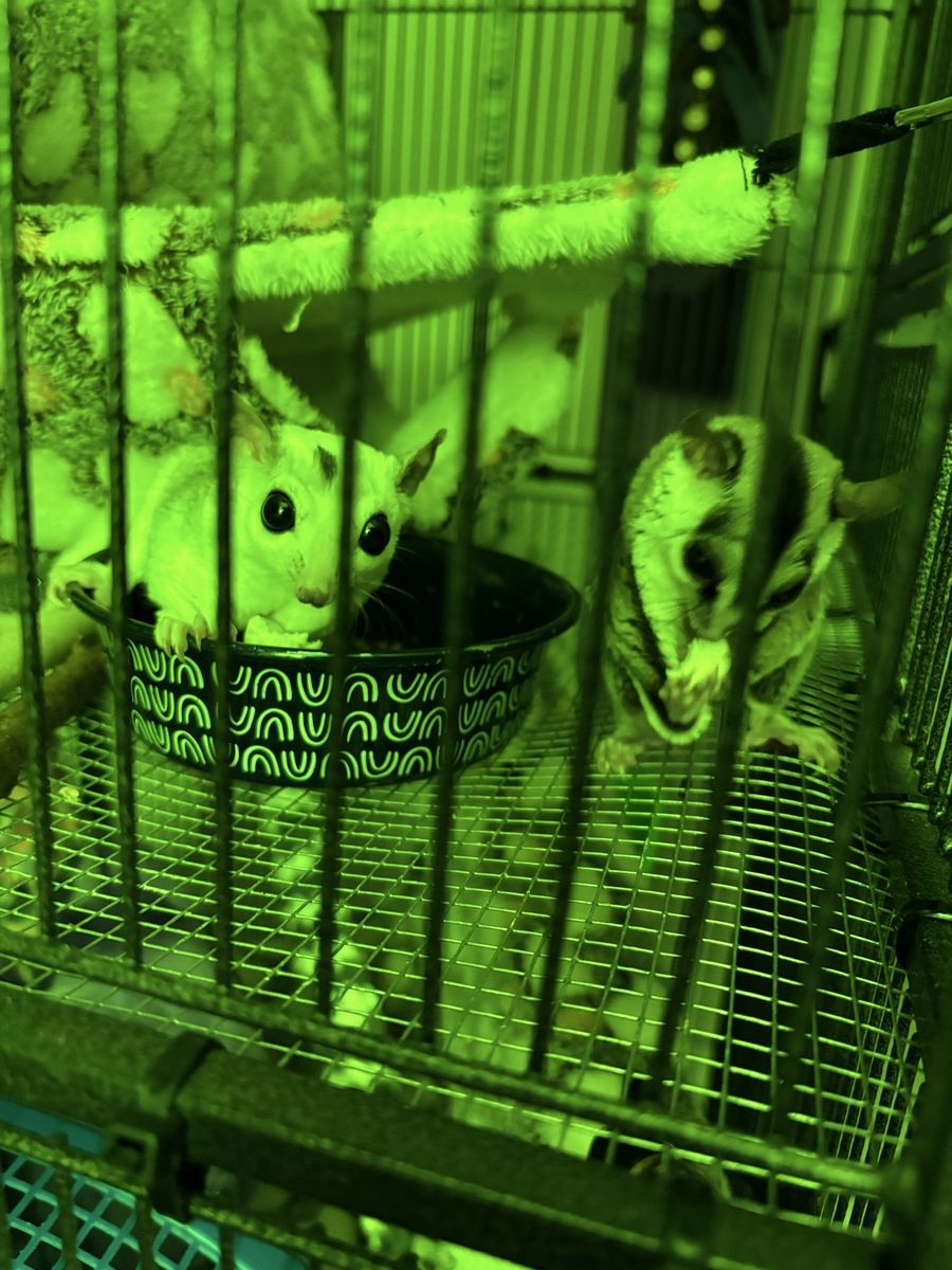 3 Sugar Gliders!! 2 Female 1 Male