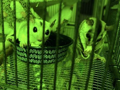 3 Sugar Gliders!! 2 Female 1 Male