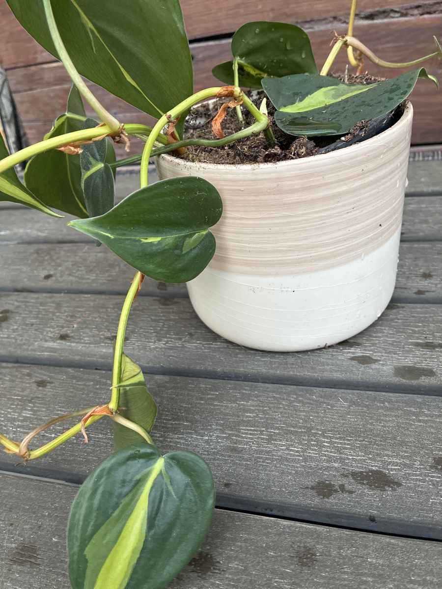 photos plant in white ceramic pot