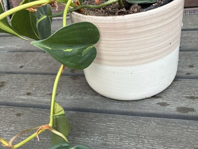 photos plant in white ceramic pot