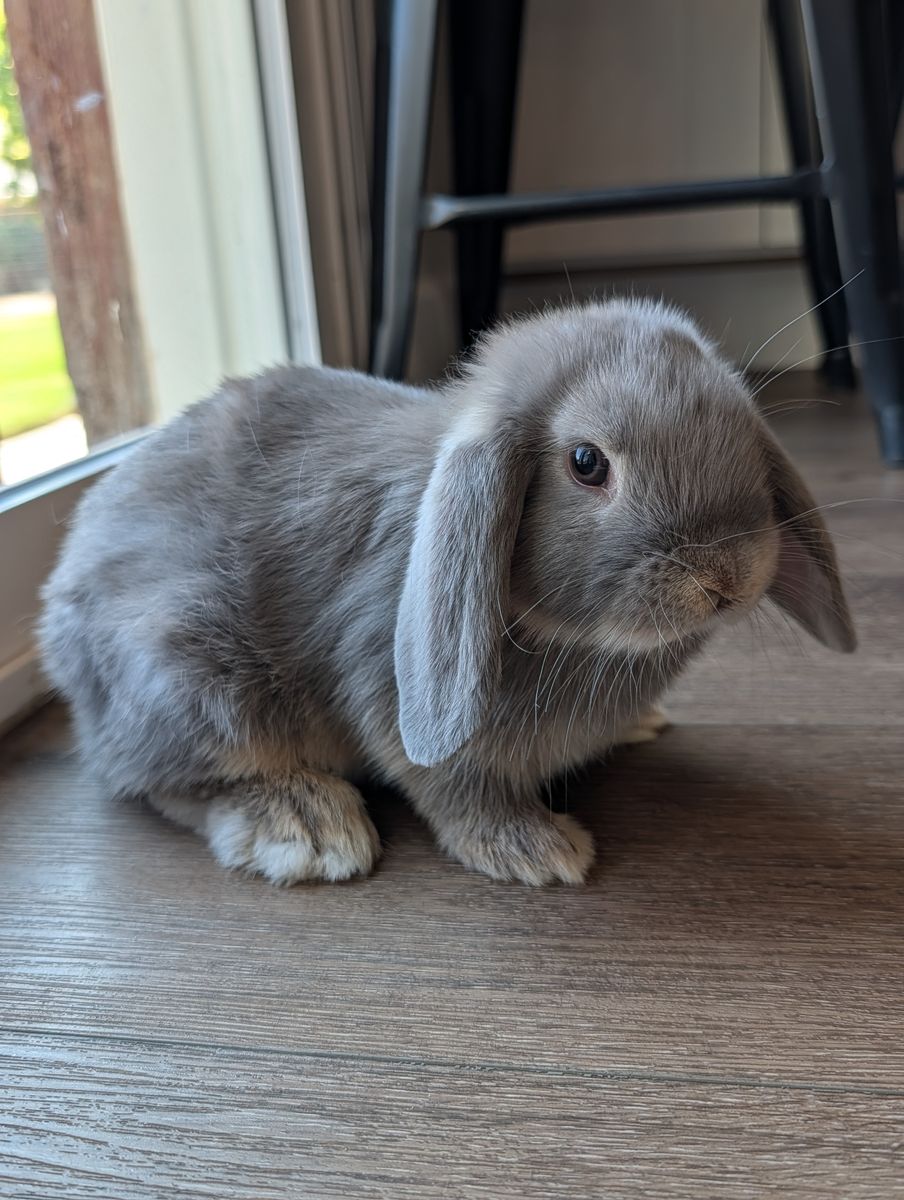 Male Baby Holland Lop Bunny