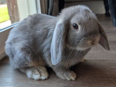 Male Baby Holland Lop Bunny