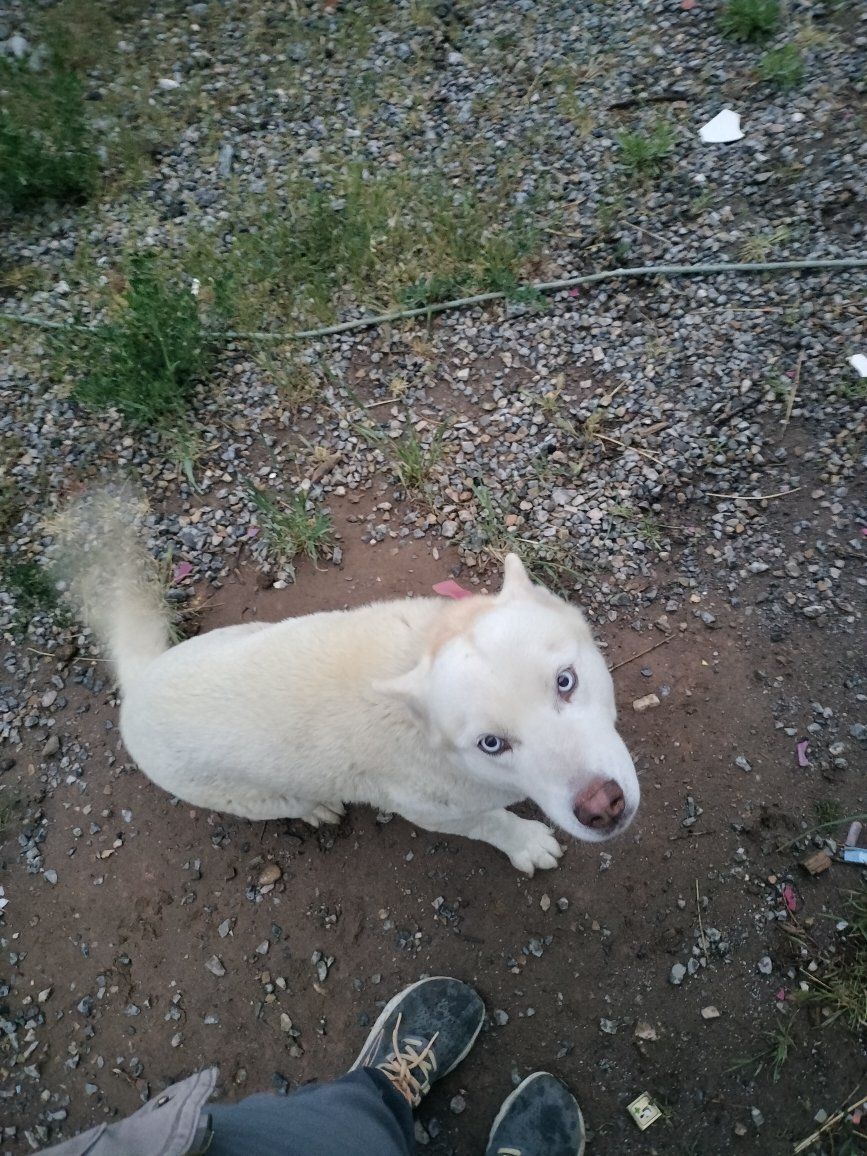 White Husky Female