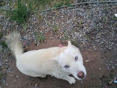 White Husky Female
