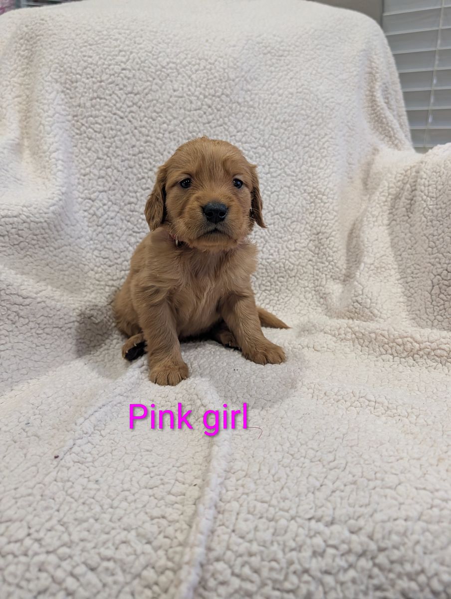Dark Red Golden Retriever