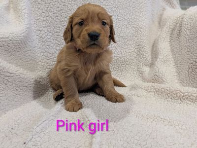 Dark Red Golden Retriever