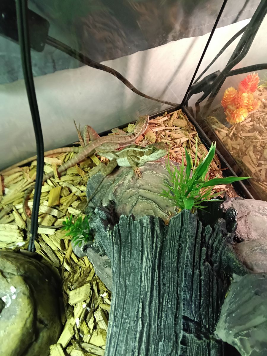 Jesus lizards