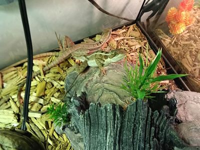 Jesus lizards