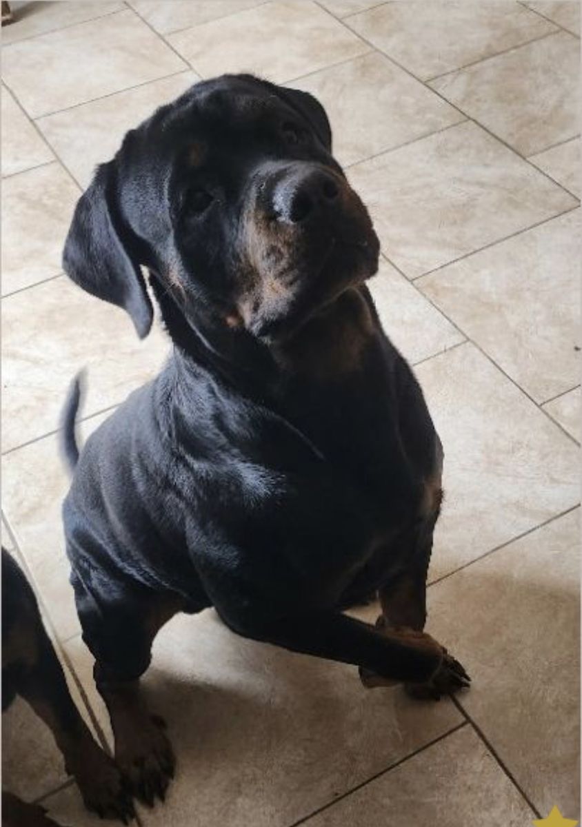 18 Mo Male AKC German Rottweiler