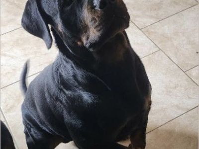 18 Mo Male AKC German Rottweiler