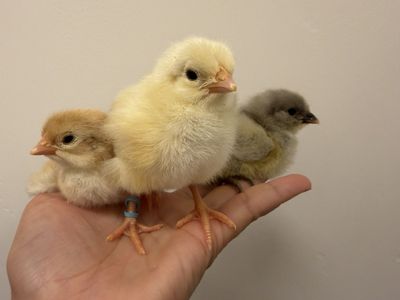 Blue, sage and olive eggers chicks