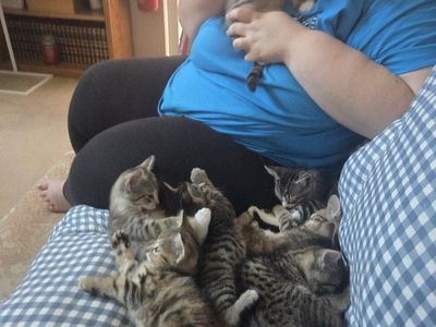 Kittens