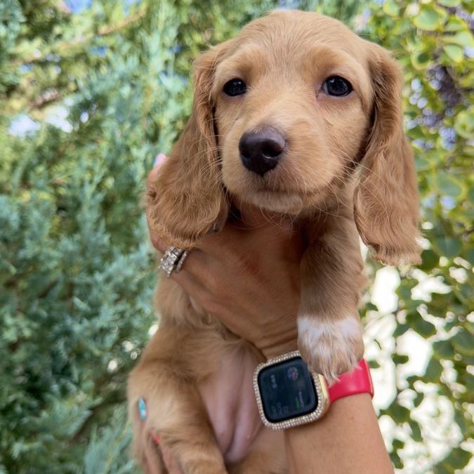 Female Golden Longhair Mini Dachshund 