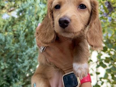 Female Golden Longhair Mini Dachshund