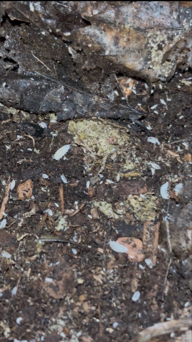 White dwarf isopods