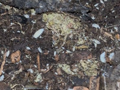 White dwarf isopods