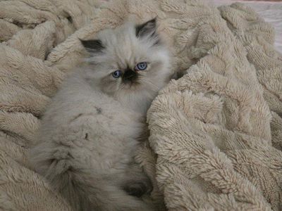 Persian Kittens