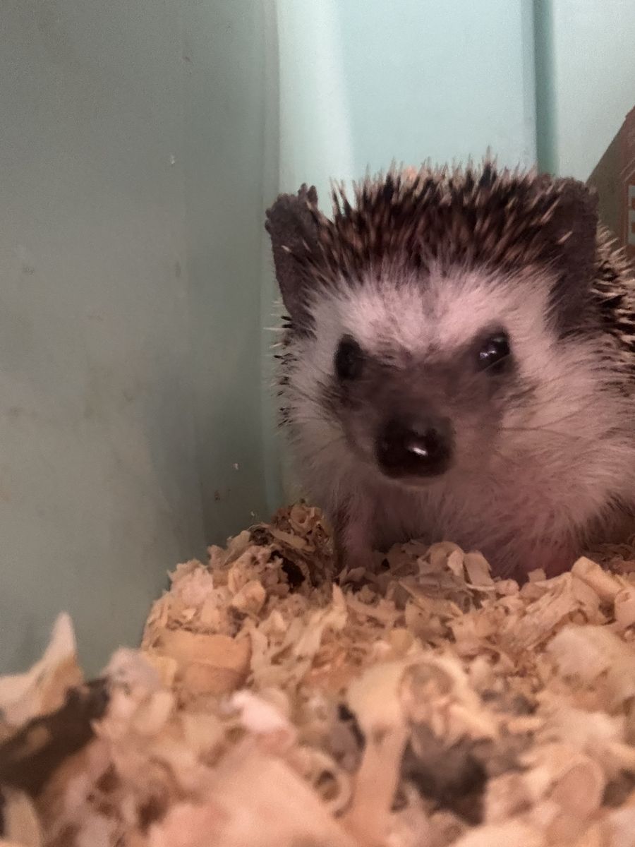 Free Female Hedgehog