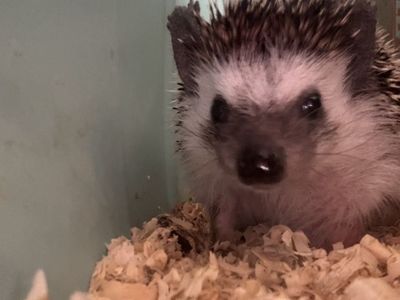 Free Female Hedgehog