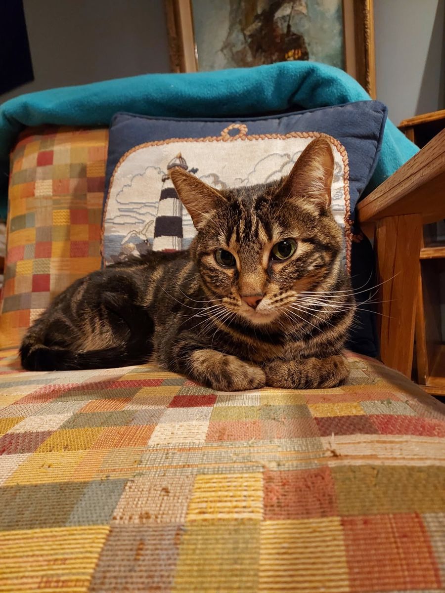 Beautiful 2 year old female cat
