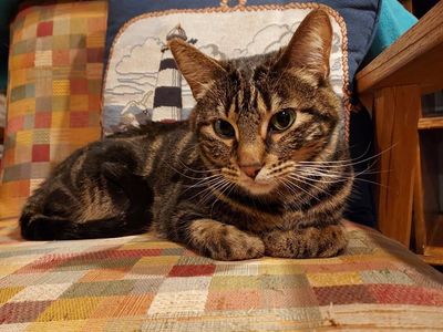 Beautiful 2 year old female cat