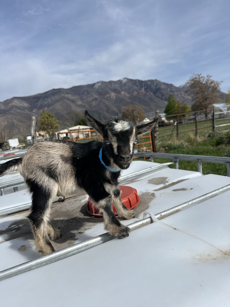 Blue Eyed Nigerian Dwarf Buckling