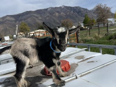 Blue Eyed Nigerian Dwarf Buckling