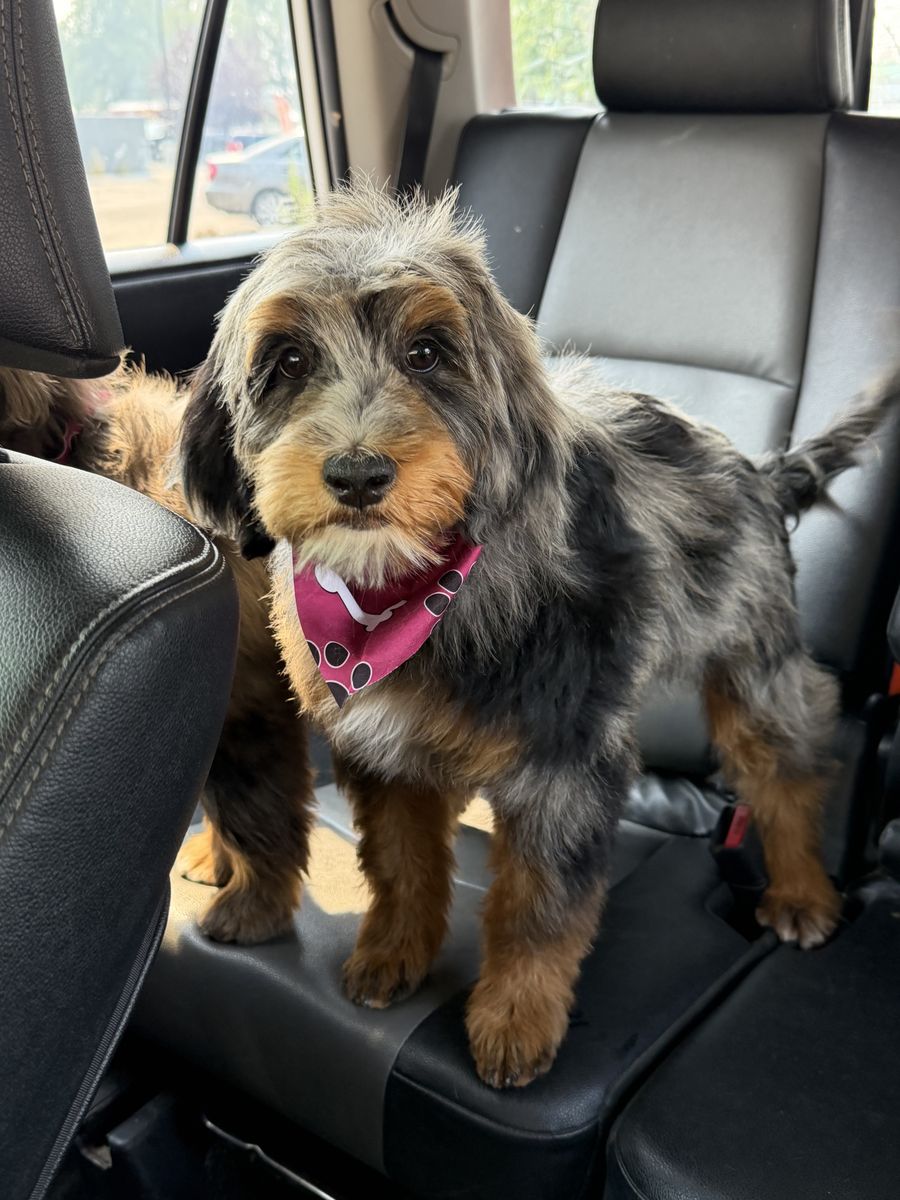 Micro Bernedoodle FF -/- SS