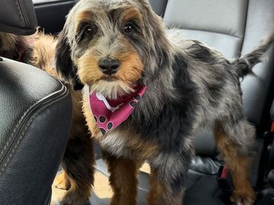 Micro Bernedoodle FF -/- SS