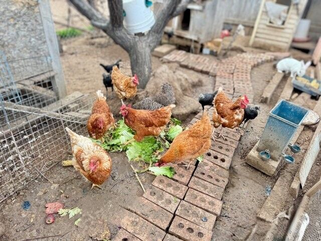 Egg Laying Hens