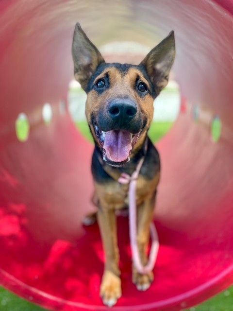 A161334 Bear is Available for Adoption!