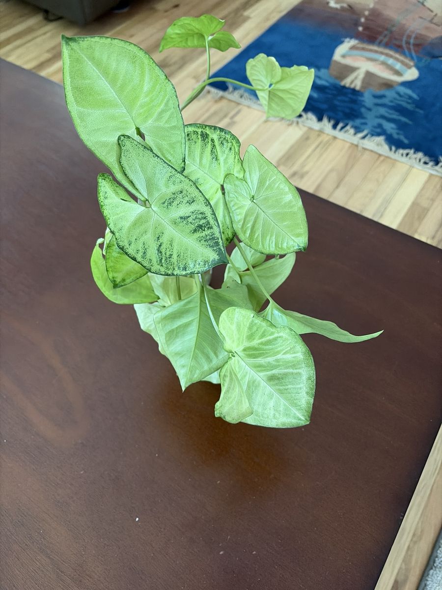 Live Syngonium Podophyllum Plant CUTTINGS  that are rooting