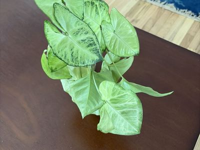 Live Syngonium Podophyllum Plant CUTTINGS that are rooting