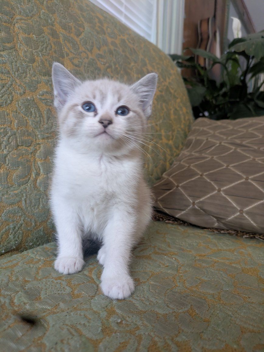 kittens 4 sale