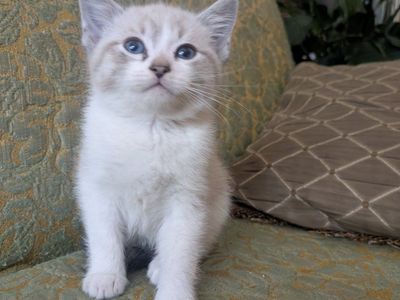 kittens 4 sale