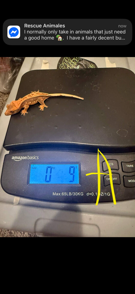 6 crested Geckos Babys