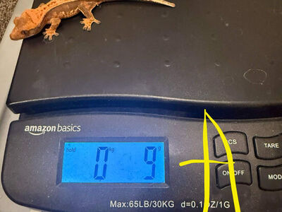 6 crested Geckos Babys