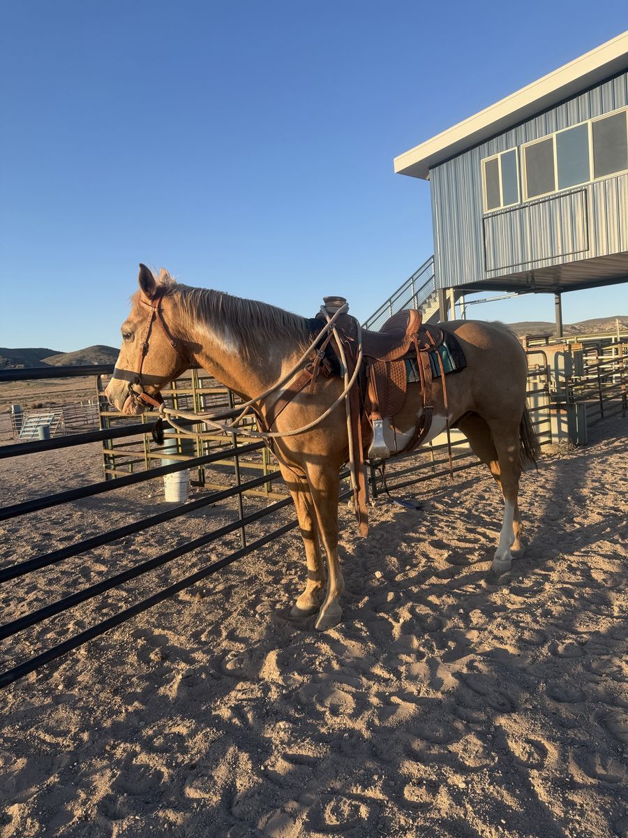 Horse for sale