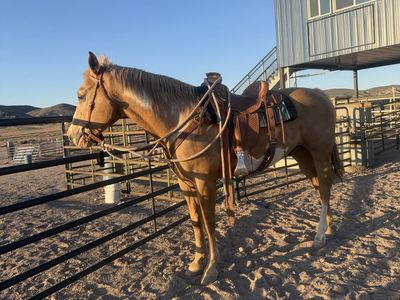 Horse for sale