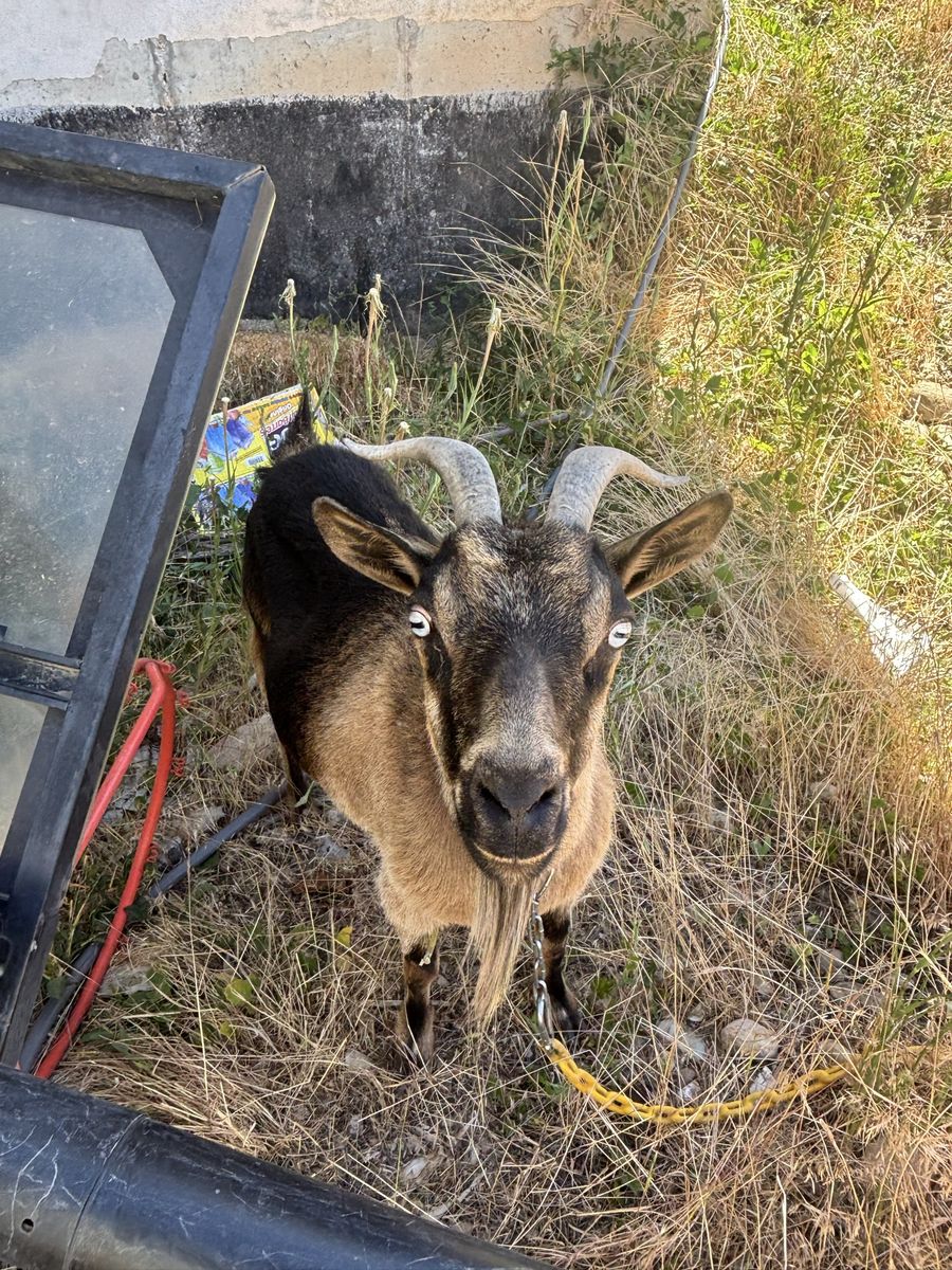 Pigmy Goats
