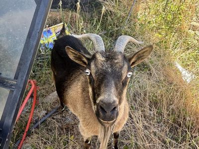 Pigmy Goats