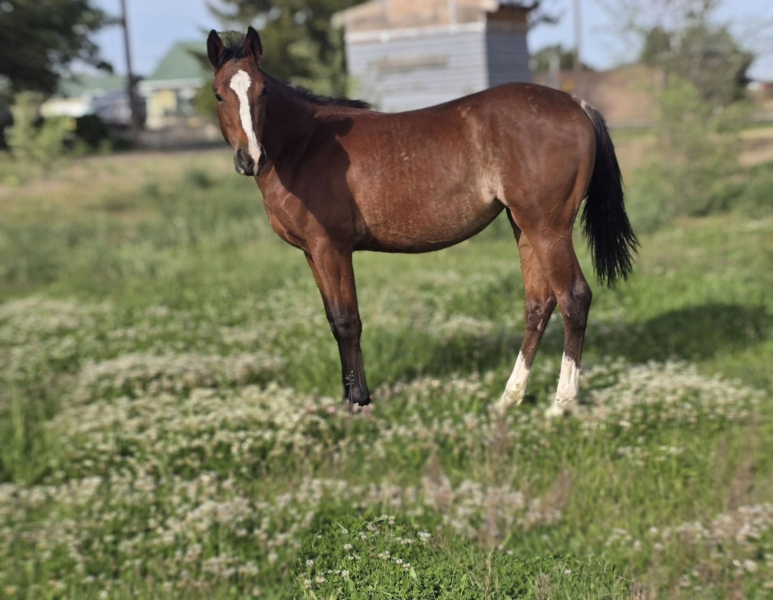 Aqha Bay Rabicano Filly