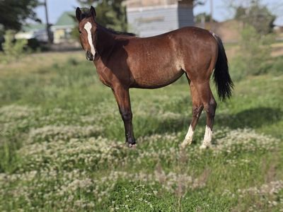 Aqha Bay Rabicano Filly