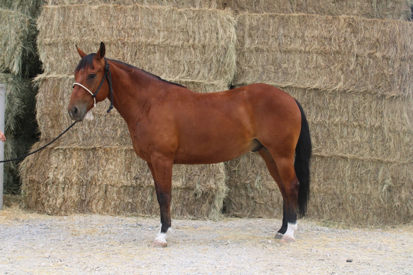 Johnny: 6-Year-Old Bay Gelding