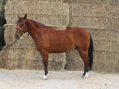 Johnny: 6-Year-Old Bay Gelding