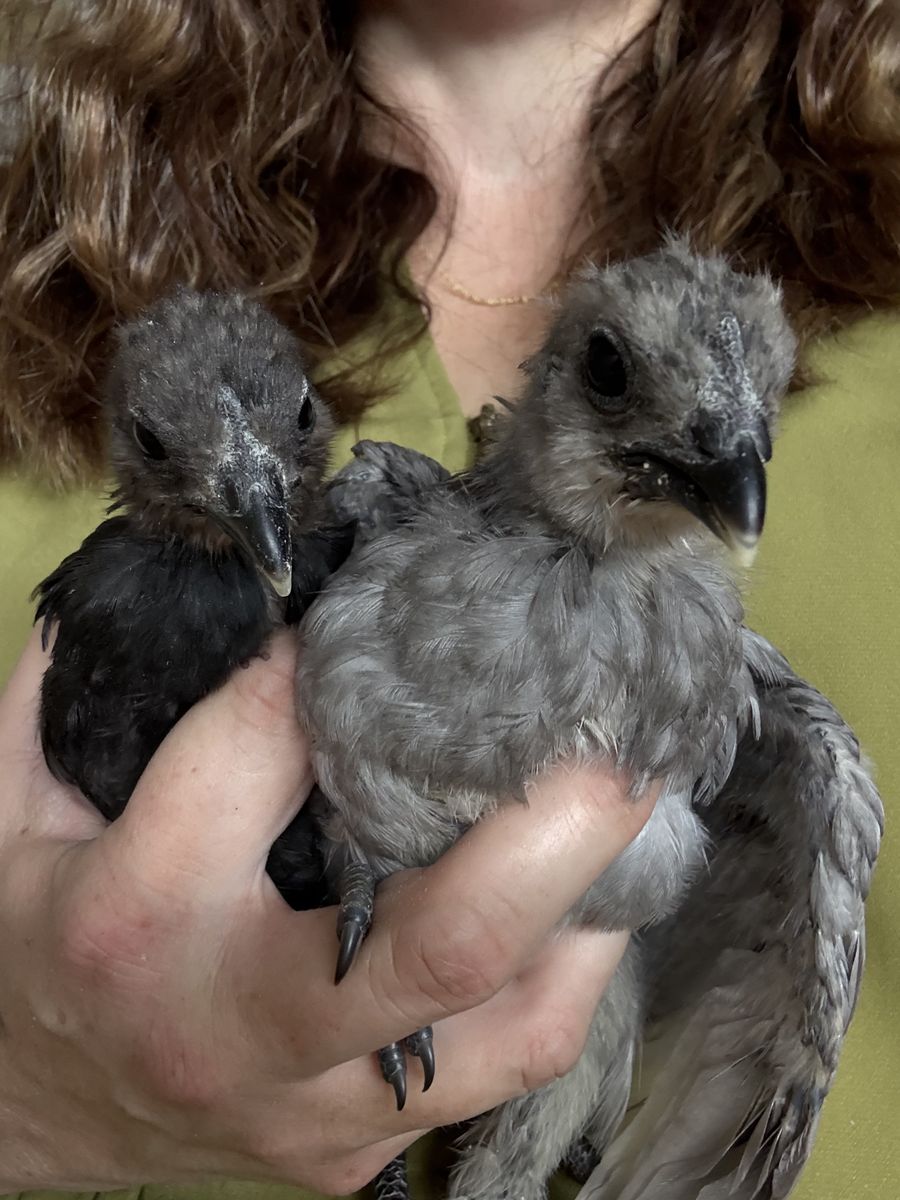 5 week old Ayam Cemani and Crypt Walker