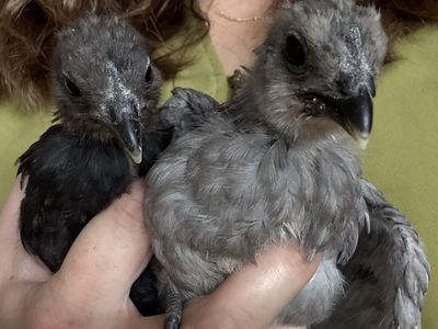 5 week old Ayam Cemani and Crypt Walker