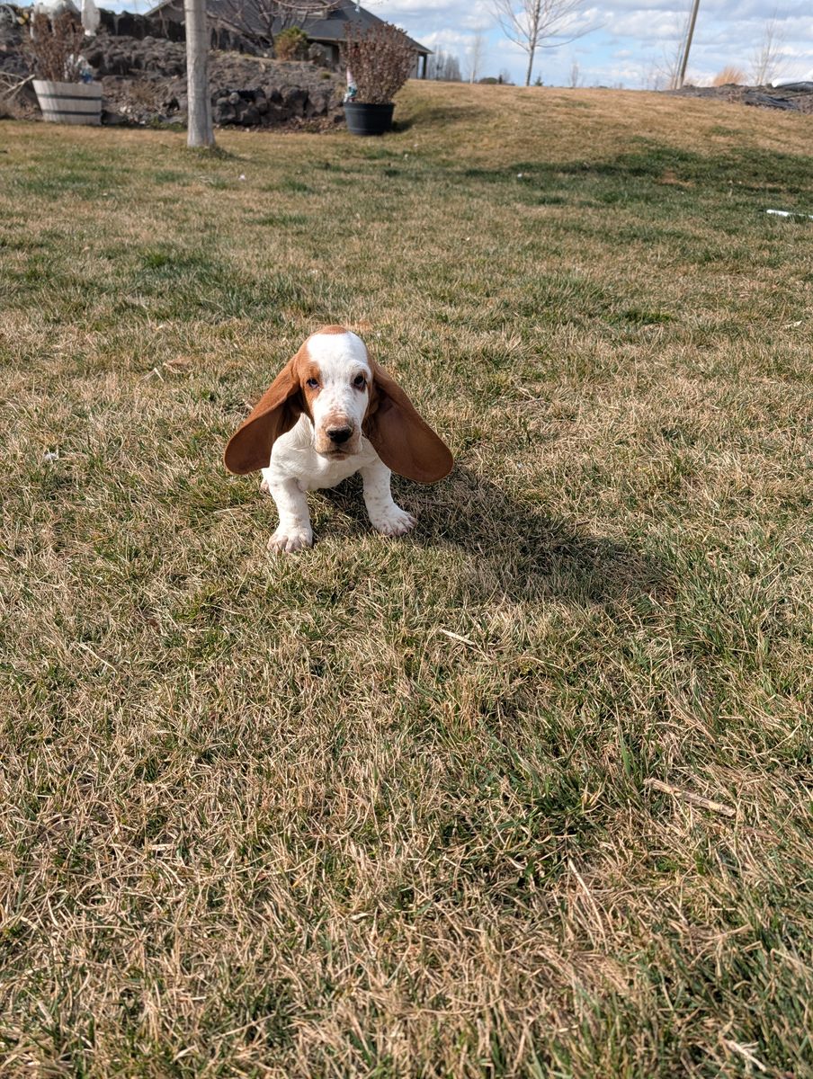 Euro Female Basset hound puppy