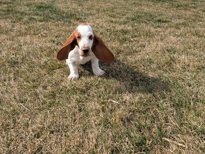 Euro Female Basset hound puppy